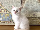 Scottish Bluepoint Dişi Ve Beyaz British Shorthair Erkek Yavrumuz