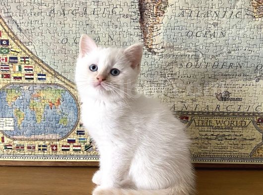 Scottish Bluepoint Dişi Ve Beyaz British Shorthair Erkek Yavrumuz görsel
