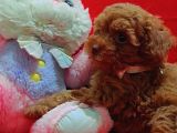 Safkan Toy Poodle Yavrularımız