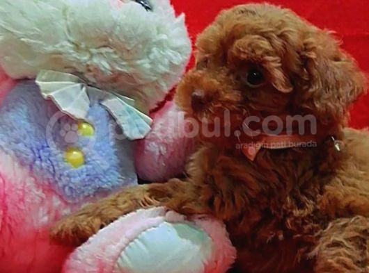 Safkan Toy Poodle Yavrularımız görsel