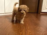 Apricot Toy Poodle