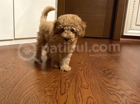Apricot Toy Poodle görsel