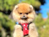 Ayıcık Surat Boo Pomeranian Yavrular