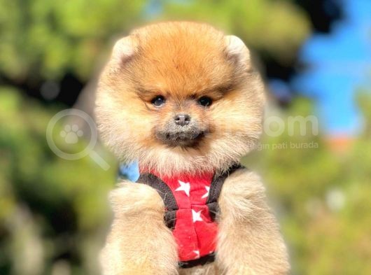 Ayıcık Surat Boo Pomeranian Yavrular görsel