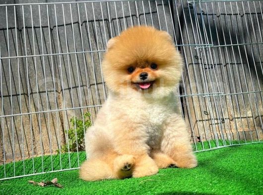 Aa Kalite Safkan  Pomeranian Oğlumuz görsel
