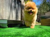 Gülen Surat Pomeranian Boo Oğlumuz Mike