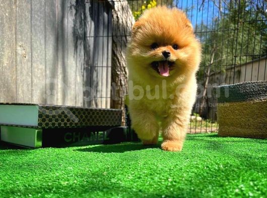 Gülen Surat Pomeranian Boo Oğlumuz Mike