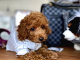 Ev İçi̇n Aranan En İyi̇ Irk Toy Poodle Oğlumuz