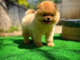 Gülen Surat Pomeranian Boo Oğlumuz Mike