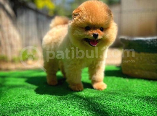 Gülen Surat Pomeranian Boo Oğlumuz Mike görsel