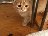 Scottish Fold Gold Rengi Renkli Gözlü