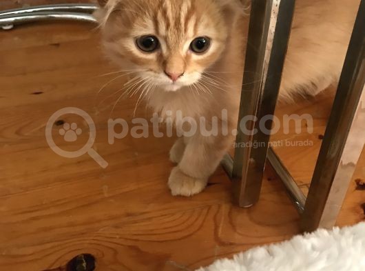 Scottish Fold Gold Rengi Renkli Gözlü görsel
