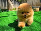 Gülen Surat Pomeranian Boo Oğlumuz Mike
