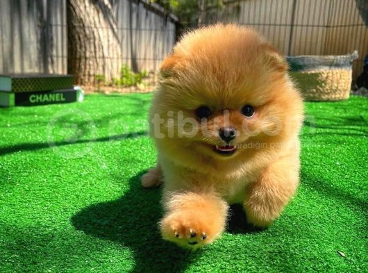 Gülen Surat Pomeranian Boo Oğlumuz Mike görsel