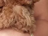 Safkan Toy Poodle Yavrularımız