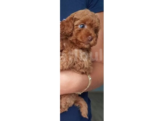 Safkan Toy Poodle Yavrularımız görsel