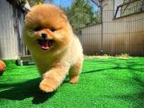 Gülen Surat Pomeranian Boo Oğlumuz Mike