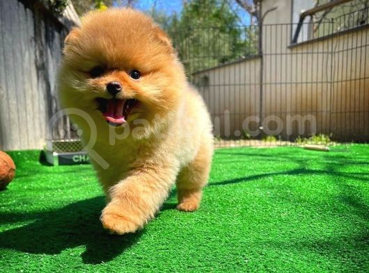 Gülen Surat Pomeranian Boo Oğlumuz Mike görsel