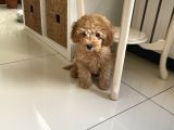 Apricot Toy Poodle