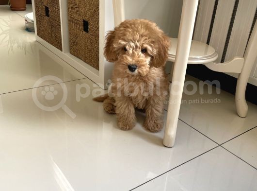 Apricot Toy Poodle