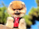 Ayıcık Surat Boo Pomeranian Yavrular