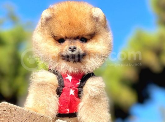 Ayıcık Surat Boo Pomeranian Yavrular görsel
