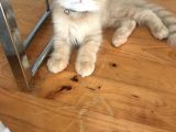 Scottish Fold Gold Rengi Renkli Gözlü