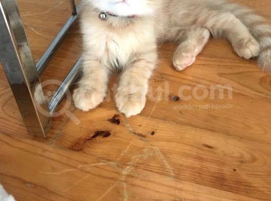 Scottish Fold Gold Rengi Renkli Gözlü