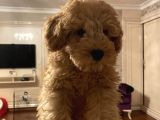 Apricot Toy Poodle
