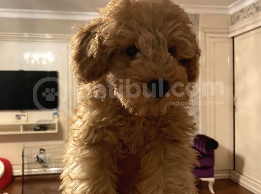 Apricot Toy Poodle görsel