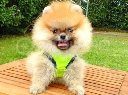 Safkan Teddy Bear Pomeranian Yavrularımız görsel
