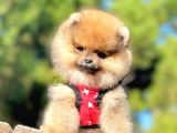 Ayıcık Surat Boo Pomeranian Yavrular
