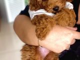 Ev İçi̇n Aranan En İyi̇ Irk Toy Poodle Oğlumuz