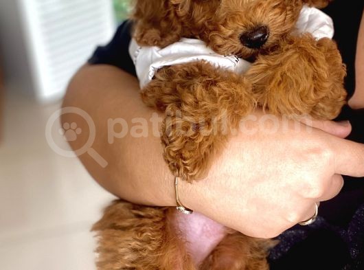 Ev İçi̇n Aranan En İyi̇ Irk Toy Poodle Oğlumuz görsel