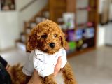 Ev İçi̇n Aranan en İyi̇ Irk Toy Poodle Oğlumuz