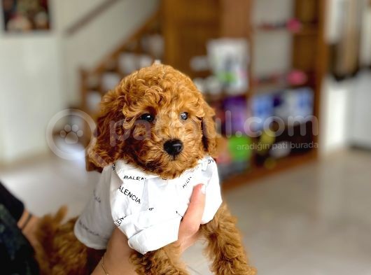 Ev İçi̇n Aranan En İyi̇ Irk Toy Poodle Oğlumuz