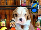 Dünya Güzeli̇ Cavalier King Charles Yavrularımız