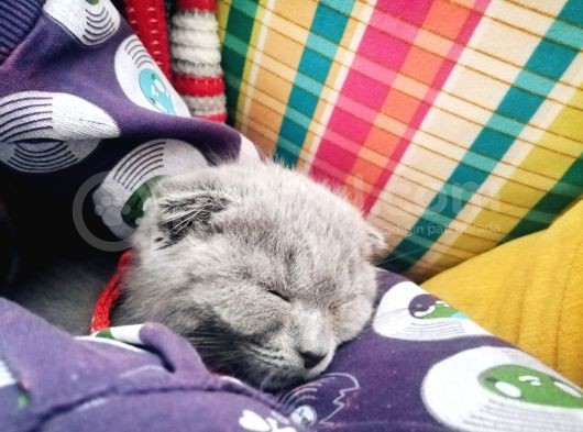 Scottish Yavru Kedi görsel