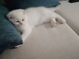 Scottish Fold Kıvrık Kulak