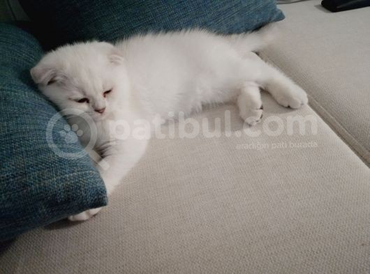Scottish Fold Kıvrık Kulak görsel
