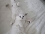 Scottish Fold Kıvrık Kulak