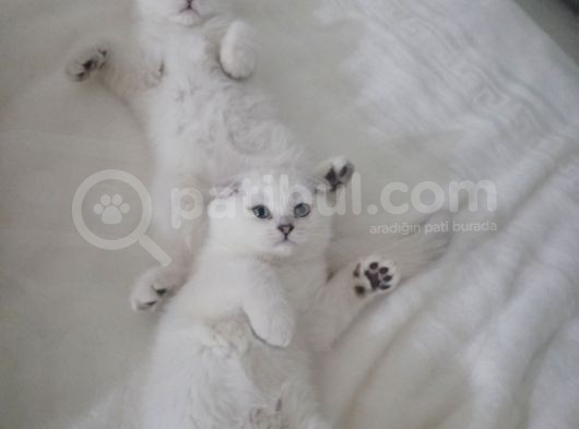 Scottish Fold Kıvrık Kulak görsel