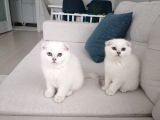 Scottish Fold Kıvrık Kulak