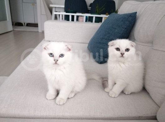 Scottish Fold Kıvrık Kulak görsel
