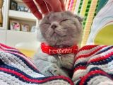 Scottish Yavru Kedi