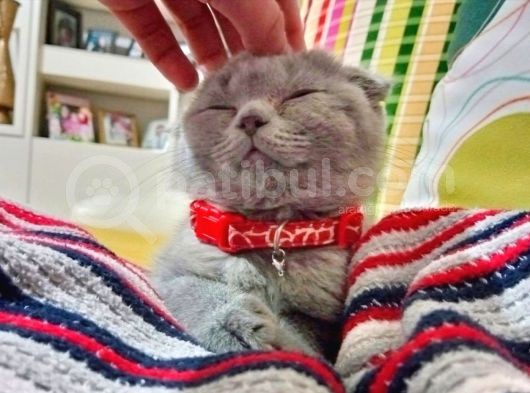 Scottish Yavru Kedi