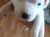 Secereli Uluslararası American Bully