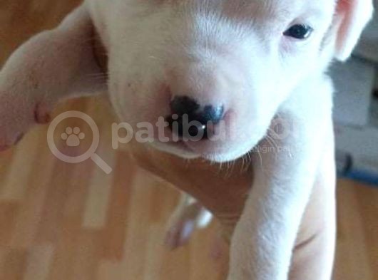 Secereli Uluslararası American Bully