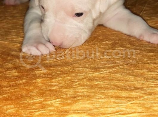 Safkan Orjinal Dogo Argentino Yavrular görsel