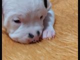Safkan Orjinal Dogo Argentino Yavrular